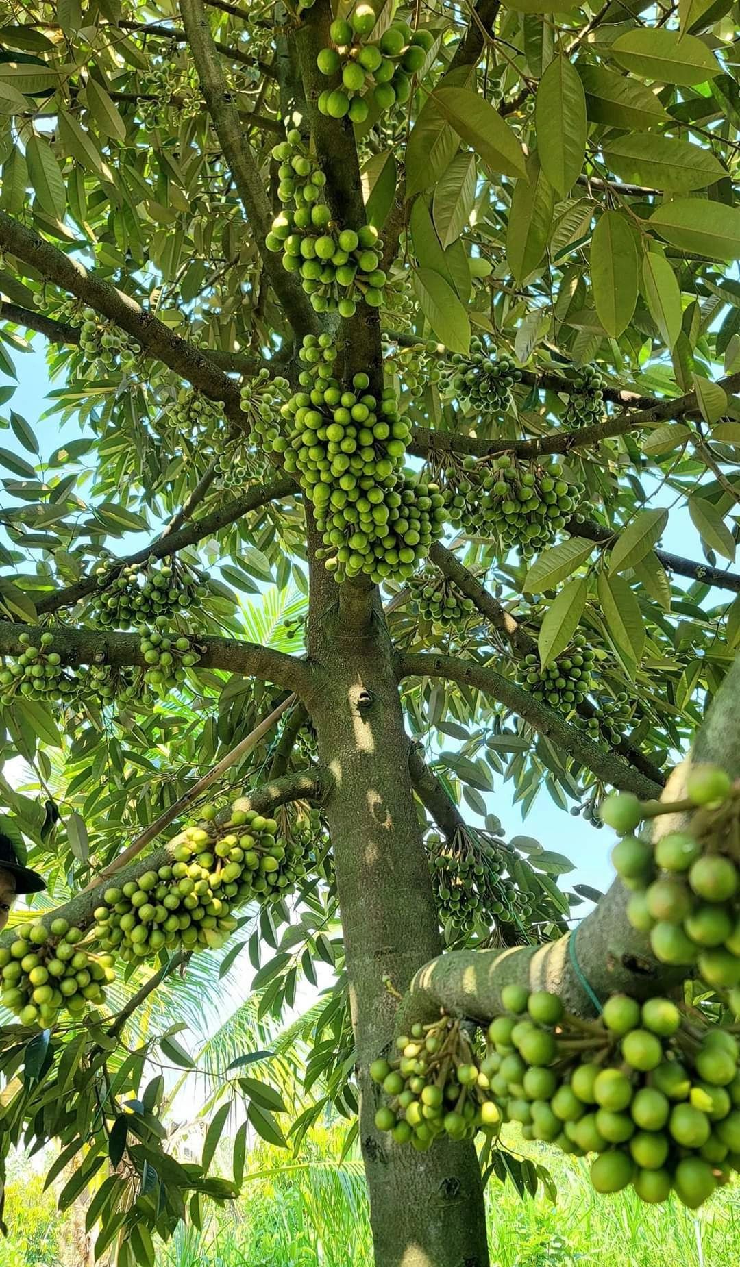 Xishuangbanna rainforest
